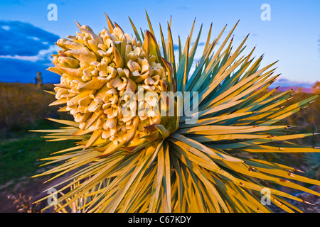 Der Joshua Tree, die größte der Yucca wächst nur in der Mojave-Wüste. Blüten. Stockfoto