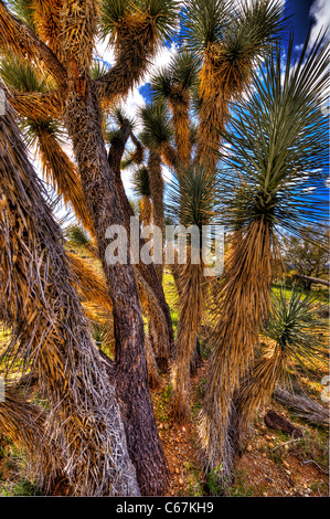 Der Joshua Tree, die größte der Yucca wächst nur in der Mojave-Wüste. Blüten. Stockfoto