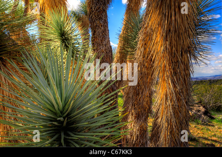 Der Joshua Tree, die größte der Yucca wächst nur in der Mojave-Wüste. Blüten. Stockfoto