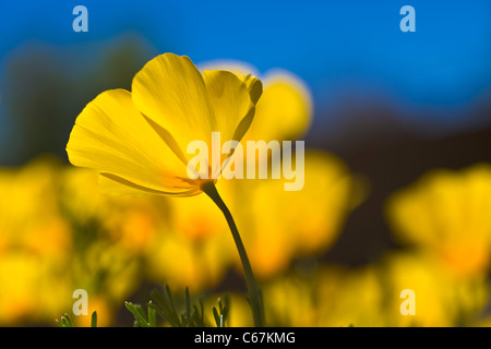 Mexican Gold Mohnblumen sind, dass die Pflanze, die Hauptverantwortlichen für die brillante Wildblumen ist dieser Teppich der Wüste zeigt. Stockfoto