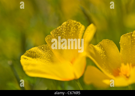 Mexican Gold Mohnblumen sind, dass die Pflanze, die Hauptverantwortlichen für die brillante Wildblumen ist dieser Teppich der Wüste zeigt. Stockfoto