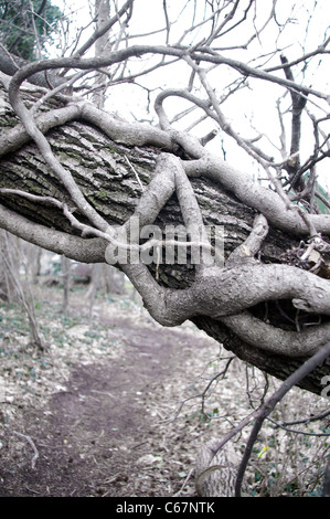 Englisch Efeu (Hedera Helix) Reben auf Sturm beschädigt Amberbaum (Liquidambar Styraciflua L.) Baumstamm Stockfoto