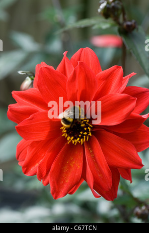 Dahlie "Bischof von Llandaf" Stockfoto