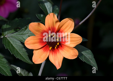 Orangefarbene und rote einblütige Dahlie „Bishop of Oxford“ Stockfoto