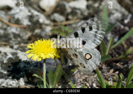 Apollon oder Mountain Apollo (Apollo schon) auf gelben Blume Stockfoto