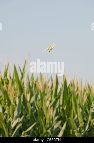 Sprühflugzeug über Mais im mittleren Westen Stockfoto