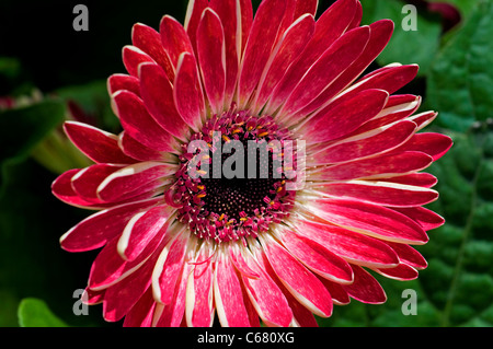 Gerbera Daisy Blume Stockfoto