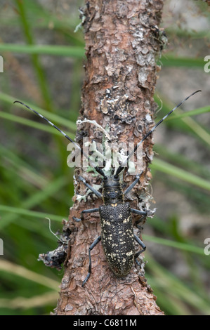 Kleine weiße Marmorated Longhorn Beetle (Monochamus Sutor) weibliche auf Fichte Stockfoto