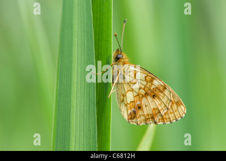 Geringerem marmorierte Fritillary (Brenthis Ino) Stockfoto