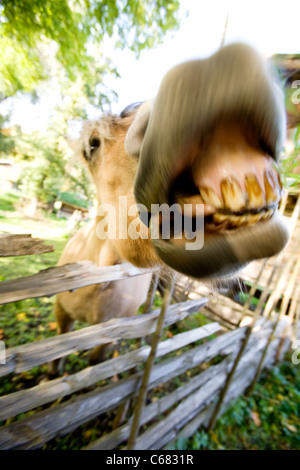 Ein verrücktes Pferd mit Motion blur hinzuzufügen der Verrücktheit :) Stockfoto