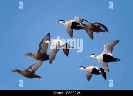 Gemeinsamen Eiderenten (Somateria Mollissima). Enten und Erpel im Flug. Stockfoto