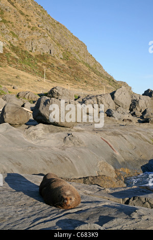 New Zealand Seebär (Arctocephalus Forsteri oder Kekeno). Palliser Bay, Wairarapa, North Island, Neuseeland, Australien Stockfoto