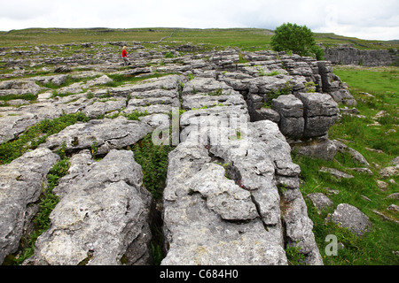 Der Kalkstein Pflaster über Malham Cove, Yorkshire, Yorkshire Dales National Park, England, UK Stockfoto