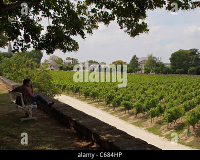 Man sitzt im Schatten mit Blick auf einen Weinberg in der Sonne, in der Nähe von Saumur, Anjou, Loiretal, Frankreich Stockfoto