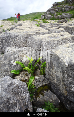 Pflanzen wachsen in die Risse oder Grykes der Kalkstein Fahrbahn über Malham Cove, Yorkshire Dales National Park, England, UK Stockfoto