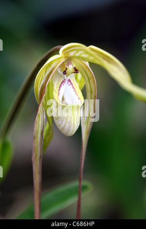 Orchidee benannt Zapatito De La Reina (Phragmipedium Caudatum) auch bekannt als Königin oder Lady Slipper. Peru, Südamerika Stockfoto