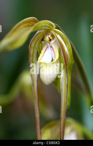 Orchidee benannt Zapatito De La Reina (Phragmipedium Caudatum) auch bekannt als Königin oder Ladys Slipper. Peru, Südamerika Stockfoto