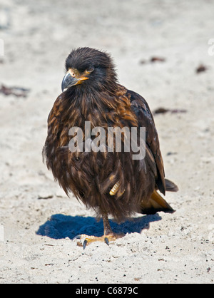 Gekerbten Karakara (Phalcoboenus Australis), Saunders Island, Falkland Stockfoto