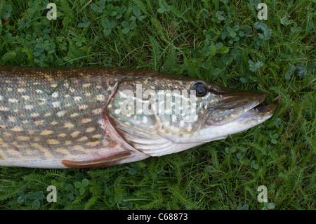 Hecht (Esox Lucius) Stockfoto