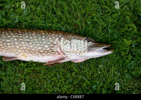 Hecht (Esox Lucius) Stockfoto