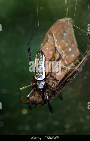 Große Spinne, die Fütterung auf vor kurzem gefangen Schmetterling. Stockfoto