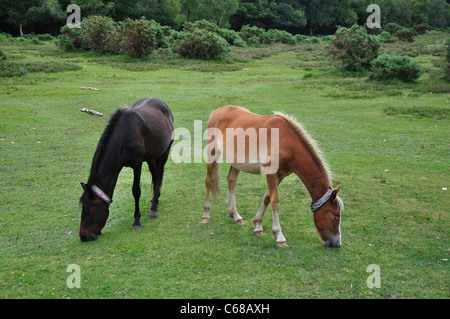 Zwei New Forest Ponys grasen friedlich Hampshire UK Stockfoto