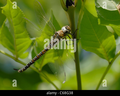 Eine weibliche Migranten Hawker Libelle (Aeshna Mixta) ruht in den Baumkronen eines Baumes. Stockfoto