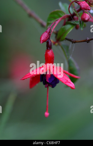 Detail der Fuchsia Blume in voller Blüte. Stockfoto