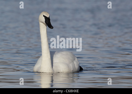 Trompeter Schwan (Cygnus Buccinator) Stockfoto