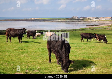 Pastorale Szene mit Vieh in einem Feld auf Küsten Farm neben Meer von Porth Penrhyn-Mawr, Llanfwrog, Isle of Anglesey, North Wales, UK Stockfoto