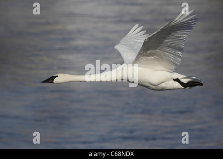 Trompeter Schwan (Cygnus Buccinator) fliegen Stockfoto