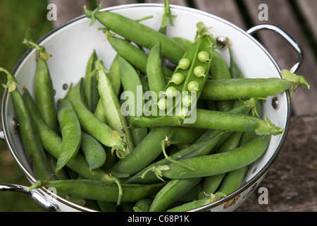 Frisch gepflückt Erbsen in Hülsen in Sieb. Hurst grüne Welle Stockfoto