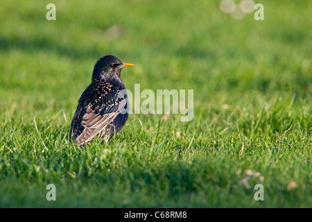 Sturnus Vulgaris, gemeinsame Starling im Abendlicht, ist auf der Suche nach Nahrung auf dem Boden. Stockfoto