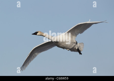 Trompeter Schwan (Cygnus Buccinator) fliegen Stockfoto