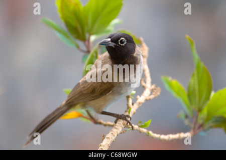 Ein White-brillentragende Bulbul Stockfoto