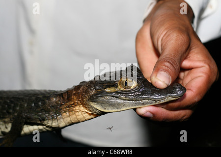 Reiseführer hält eine juvenile schwarze Kaimane (Melanosuchus Niger), Loreto, Peru, Südamerika Stockfoto