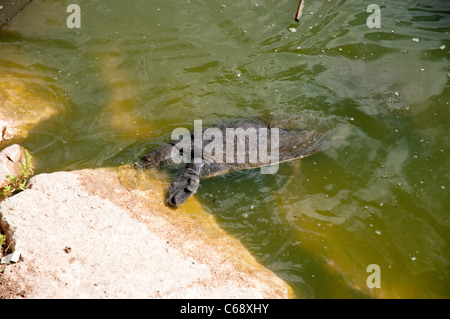 Afrikanische Softshell Schildkröte (Trionyx Triunguis). Stockfoto