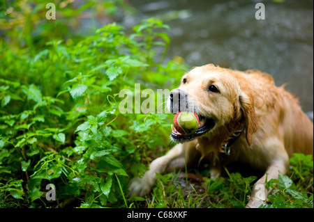 Eine Blonde Hund Golden Retriever holen, spielen und schwimmen. Stockfoto