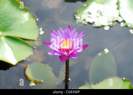 Lila Lotus, Heilige Lotus Nelumbo Nucifera Familie: Nelumbonaceae. Lotus ist die nationale Blume von Indien. Bhubaneswar, Bundesstaat Orissa, Indien Stockfoto