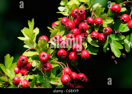 Weißdorn Beeren Crataegus Monogyna, Welney, Norfolk, England, UK Stockfoto