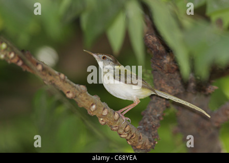 Gemeinsame Tailorbird (Orthotomus Sutorius) in Pune, Maharashtra. Stockfoto