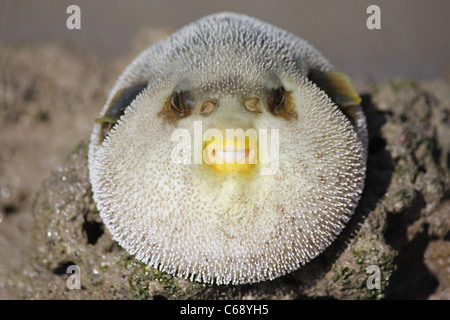 Kugelfische (Tetraodon sp.) Am Pirotan Insel, Gujarat. Stockfoto