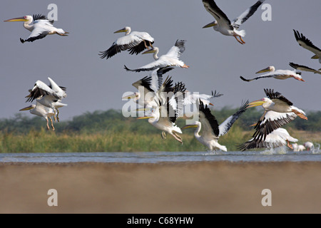 Große weiße Pelikane (Pelecanus Onocrotalus) ausziehen. Bei Dasada, Surendranagar, kleinen Rann Of Kutch, Gujarat. Stockfoto