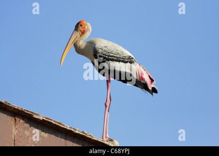 Bemalte Storch (Mycteria Leucocephala) auf Barsch. At, Charakla Salinen, in der Nähe von Dwarka, Gujarat Stockfoto
