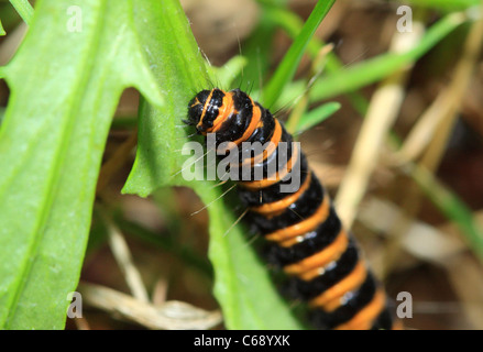 Zinnober Motten Larven (Tyria Jacobaeae), Worcestershire, England, Europa Stockfoto