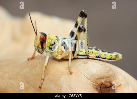 Desert Locust (Hopper) (Schistcerca Gregaria) Stockfoto
