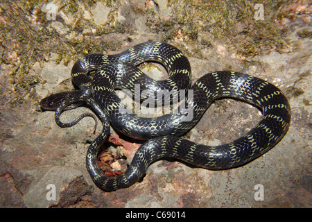 GEMEINSAMEN WOLF Schlange Lycodon Aulicus, nicht giftige, gemeinsame Stockfoto