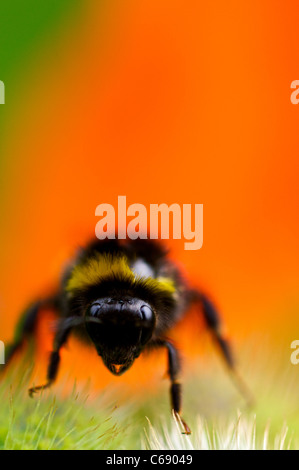 Ein britischer Bumble Bee Erwärmung auf dem Mohn Kopf nach einem großen Sommer-Regen-Sturm Stockfoto