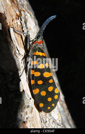 Eine Leafhopper ist auf einen Baum klettern. Stockfoto