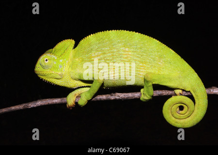 Indische Chamäleon, Chamaeleo zeylanicus. Nur Arten in Indien Stockfoto